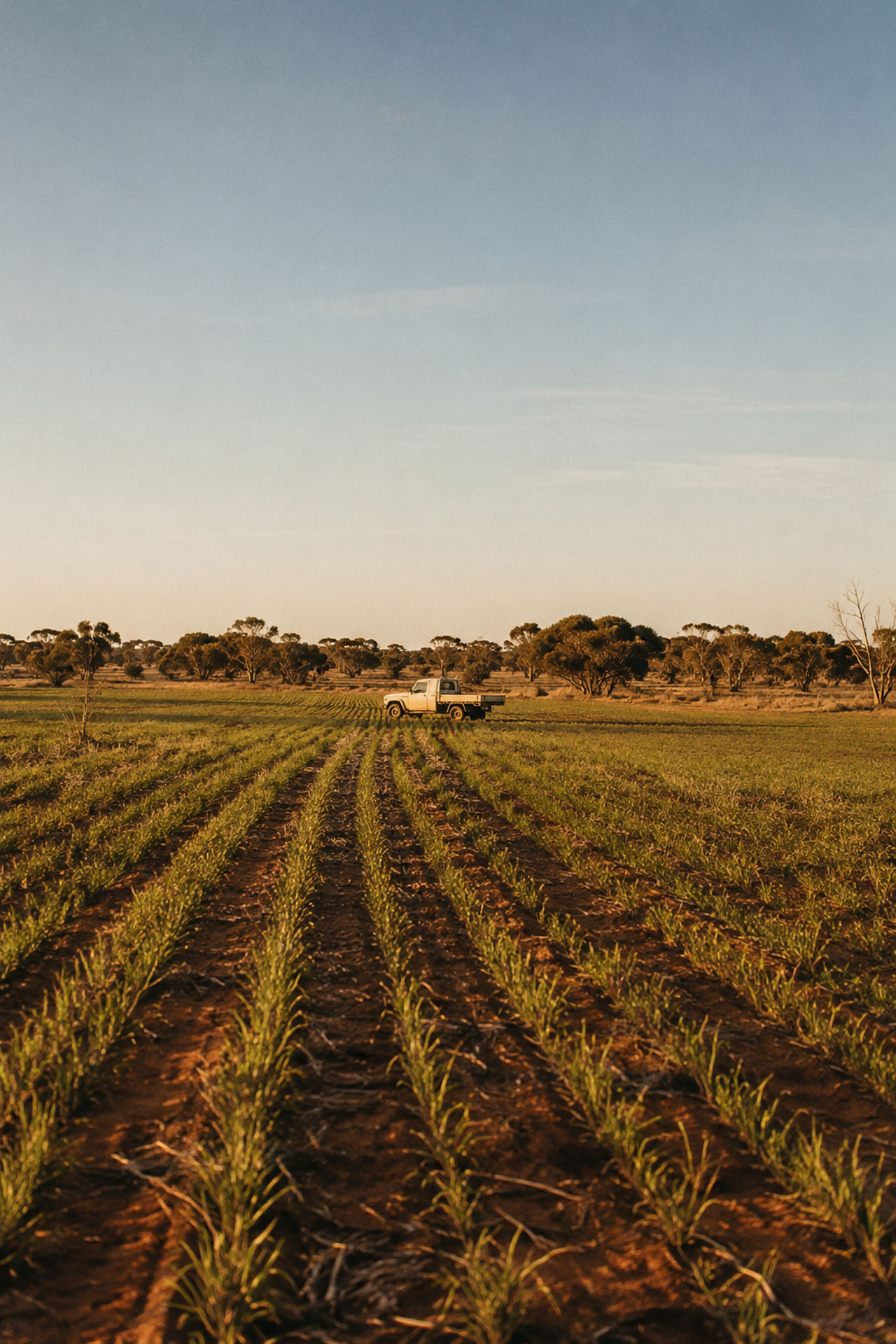 Young cereal rows crossing red Mallee soil toward scrub on the horizon