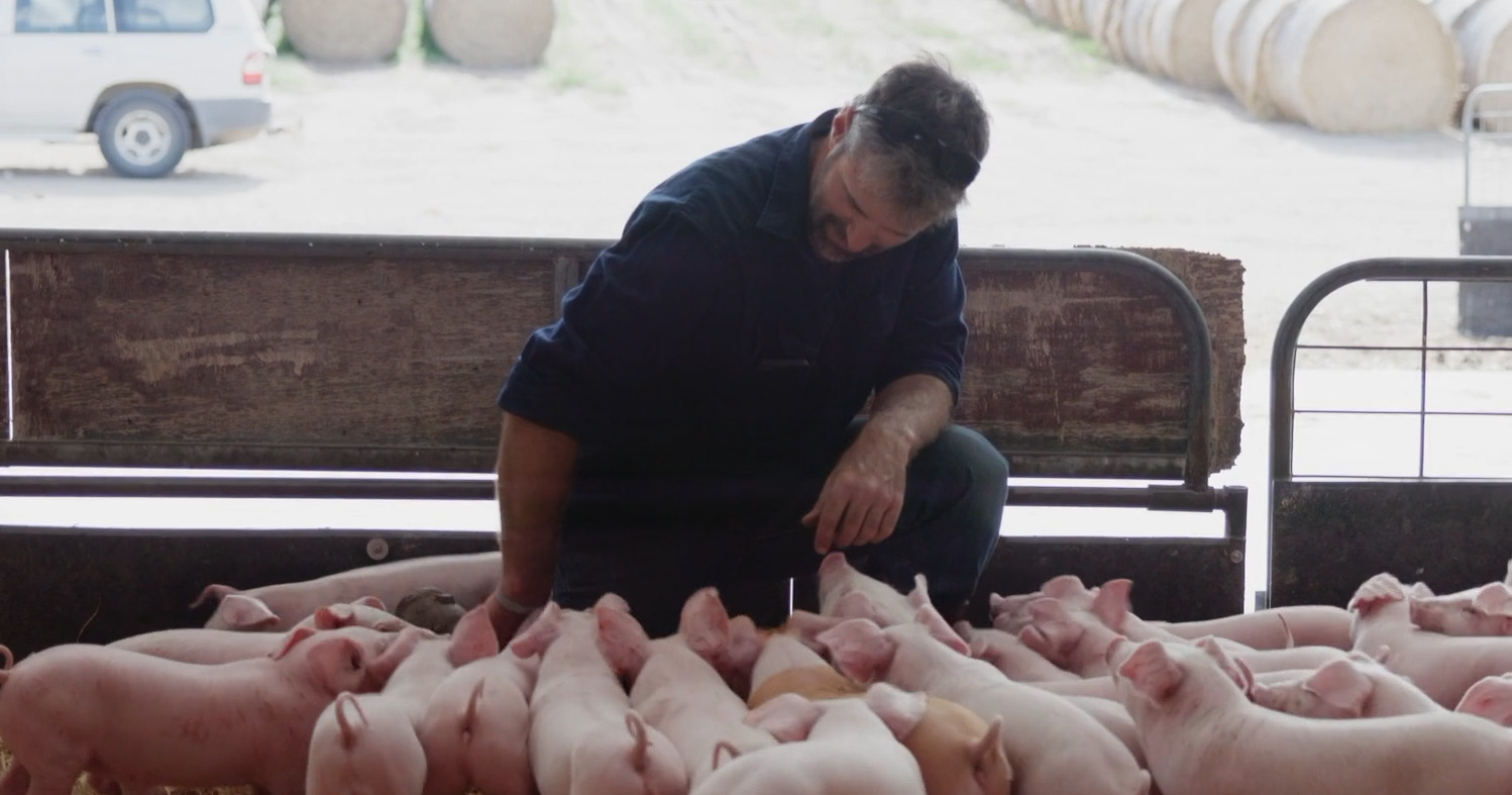 A farmer working with livestock on-farm