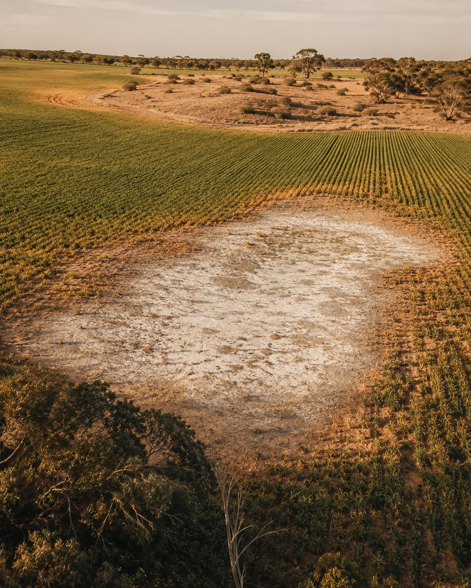 Aerial view of a salt-affected seep in a cropped Mallee paddock